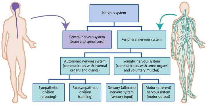 nervoussystem