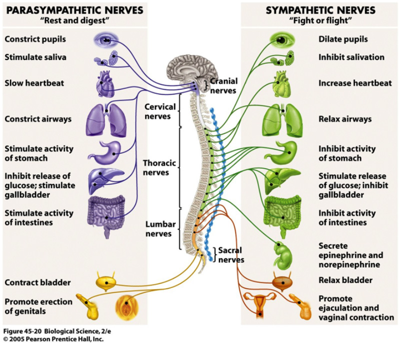 Image result for parasympathetic nervous system and sympathetic nervous system